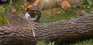 Professional Tree Removal in Grundy, VA